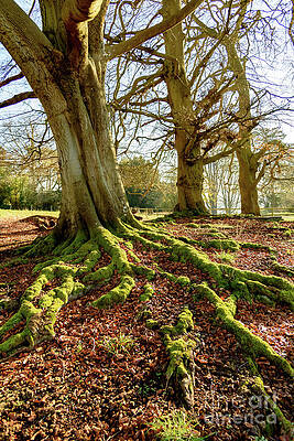 Wall Art - Photograph - Tree roots and moss by Colin Rayner