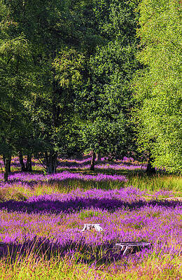 Tree Stumps in Common Heather Field by Wim Lanclus Tree Stumps in Common Heather Field by Wim Lanclus