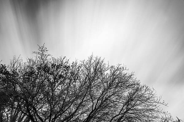 Wall Art - Photograph - Tree top with Moving Clouds by Todd Aaron