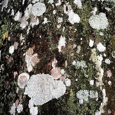 Wall Art - Photograph - Tree Trunk With Musk #juansilvaphotos by Juan Silva