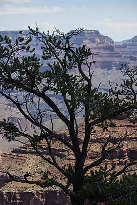 Wall Art - Photograph - Tree View Grand Canyon by Roberta Byram