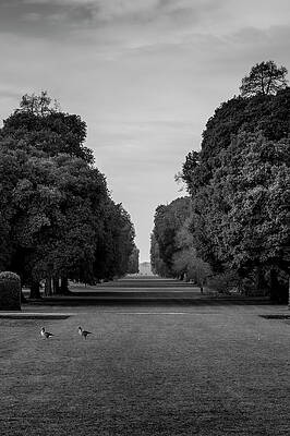 Trees and a path by Monika Graefling-Gladysiak