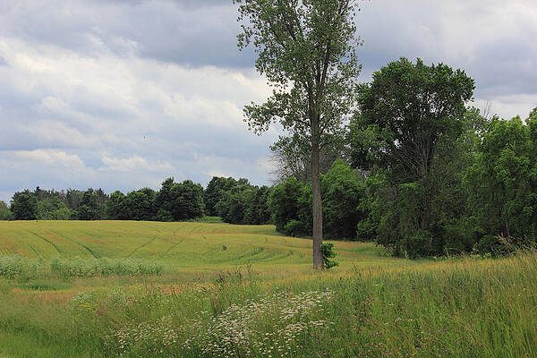 Wall Art - Photograph - Trees in a Field by Angela Murdock