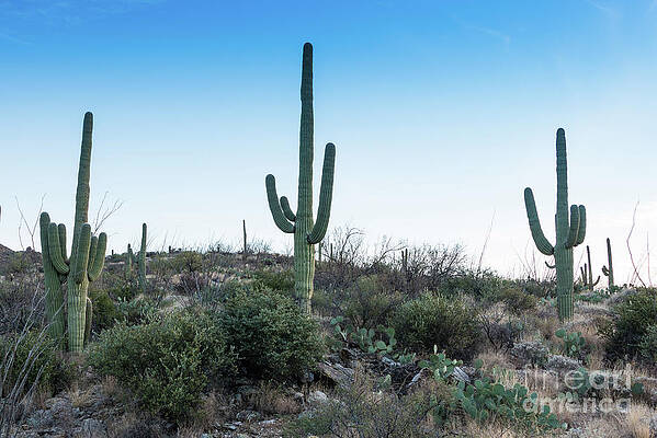 Wall Art - Photograph - Tres Amigos by David Levin