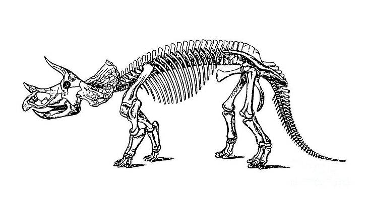 Dinosaur Skeleton Art Fine Art America About 3% of these are resin crafts, 1% are artificial crafts, and 1% are sculptures. dinosaur skeleton art fine art america