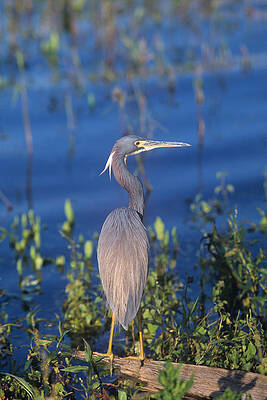 Wall Art - Photograph - Tricolored Heron in Monet like setting by John Harmon