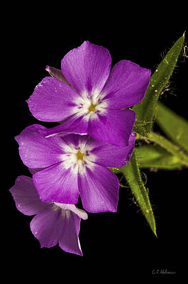 Wall Art - Photograph - Trio In Purple by Christopher Holmes