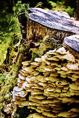 Wall Art - Photograph - Trunk and mushrooms by Alessandro Della Pietra