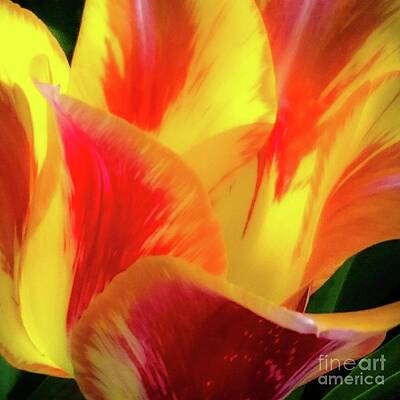Tulip in Bloom by D Davila Tulip in Bloom by D Davila