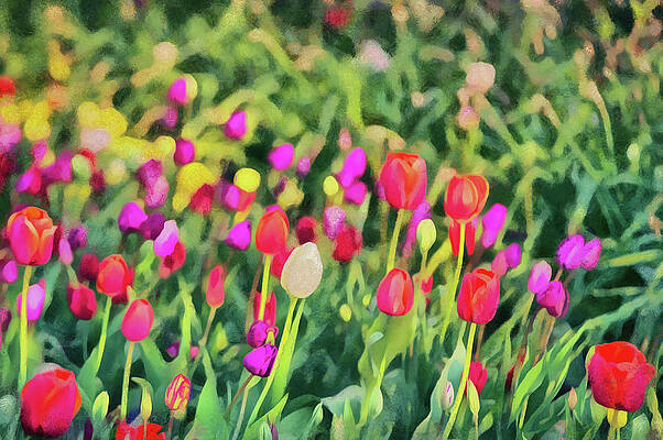 Tulips. Monet style digital painting. by Michael Goyberg Tulips. Monet style digital painting. by Michael Goyberg