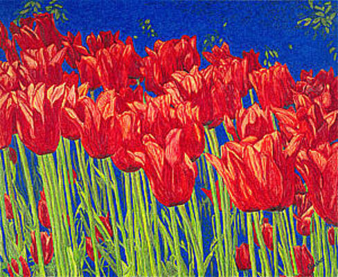Tulips Tulip Flowers Fine Art Print Giclee High Quality Exceptional Color Garden Nature Botanical Drawing By Patti Baslee Start left flower with 2 petals. tulips tulip flowers fine art print