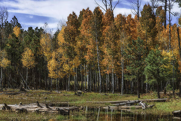 Turning Aspens by Michael Newberry Turning Aspens by Michael Newberry