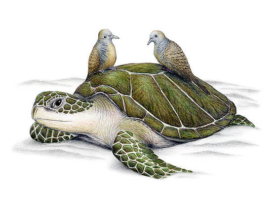 Turtle Doves by Don McMahon Turtle Doves by Don McMahon