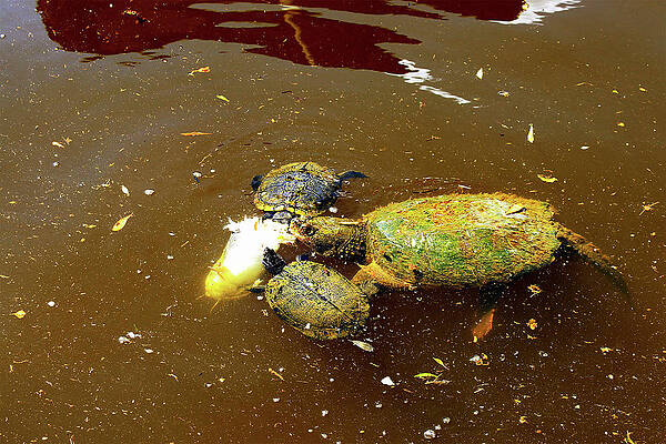 Turtles Lunchtime by Linda Ritlinger Turtles Lunchtime by Linda Ritlinger