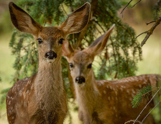 Twins by Dan Kinghorn