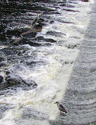 Two Herons at Water by Marcia Berg Haskell Two Herons at Water by Marcia Berg Haskell