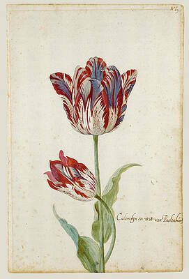 Red Tulip Drawings - Fine Art America