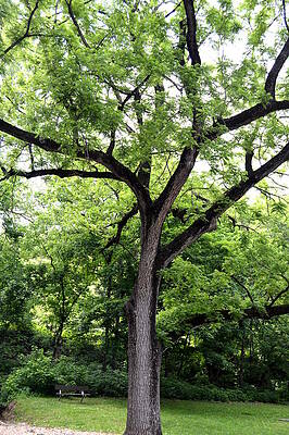 Two Tone Tree by W And F Kreations Two Tone Tree by W And F Kreations