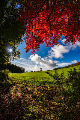 Wall Art - Photograph - Under a Red Autumn Maple - Vertical by Chris Bordeleau