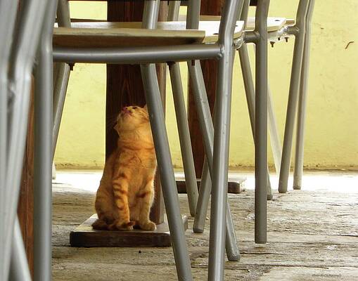 Wall Art - Photograph - Under the Table by Coke Mattingly