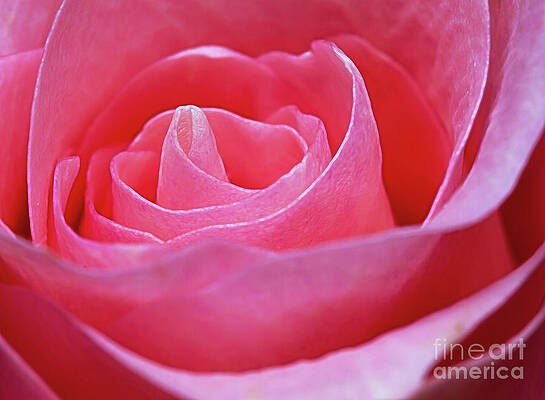 Unfurl by Ray Shiu Unfurl by Ray Shiu