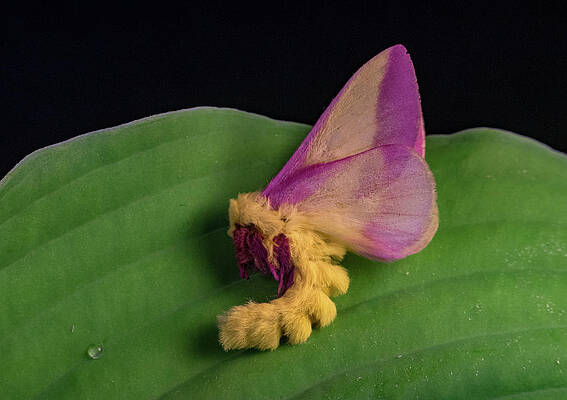 Rosy maple moth, an art print by pikaole - INPRNT