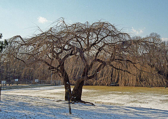 Unusual Tree by Paul Trunk Unusual Tree by Paul Trunk