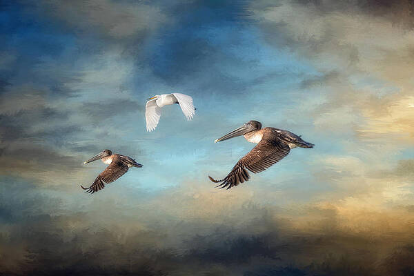Wall Art - Photograph - Up and Away by Kim Hojnacki