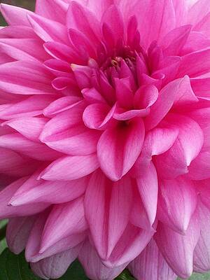 Up Close and Personal in Color by Stacy Devanney