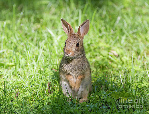 Upright Rabbit by Chris Scroggins Upright Rabbit by Chris Scroggins