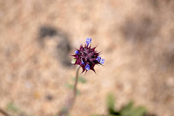 Wall Art - Photograph - Urchin Flower by Ryan A Lubit