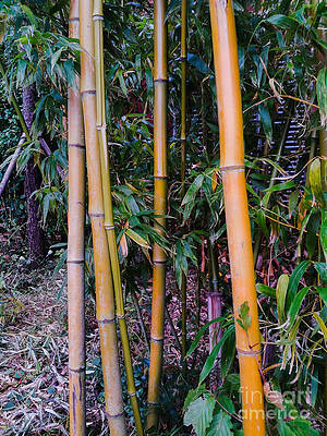 View Of Bamboo Trees In Forest by Minhee Park