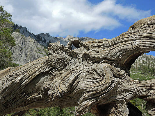 Wall Art - Photograph - View Through a Fallen Trunk by Lynda Lehmann
