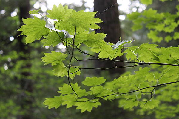 Vine Maple by Lkb Art And Photography Vine Maple by Lkb Art And Photography