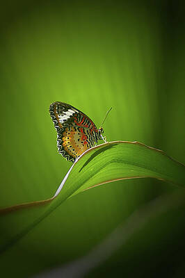 Visitor by Randy Pollard Visitor by Randy Pollard