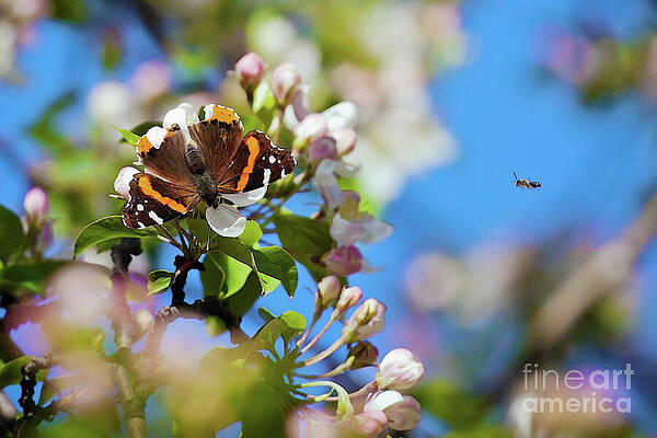Wall Art - Photograph - Wait for me by Tatiana Travelways