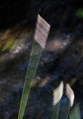 Wall Art - Photograph - Wands Over Water by Deborah Hughes