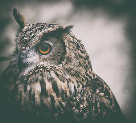 Wall Art - Photograph - Watching by Martin Newman