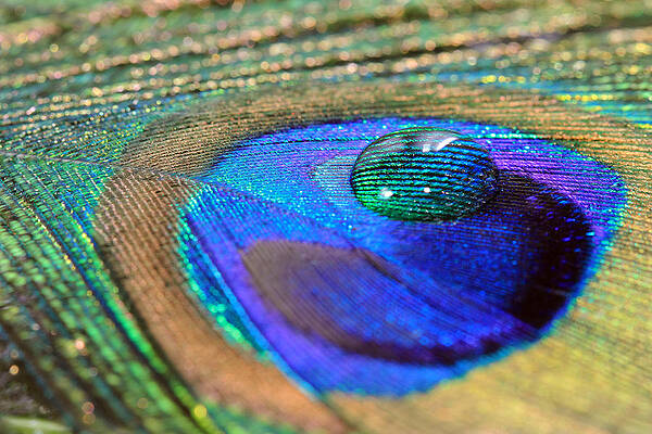 Wall Art - Photograph - Water Drop Reflecting by Angela Murdock