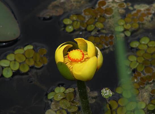 Wall Art - Photograph - Water Flower by Carl Moore