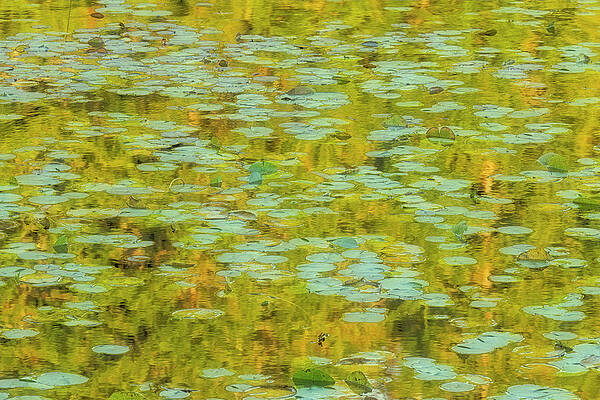 Water Lily Delight by Dennis Kowalewski Water Lily Delight by Dennis Kowalewski