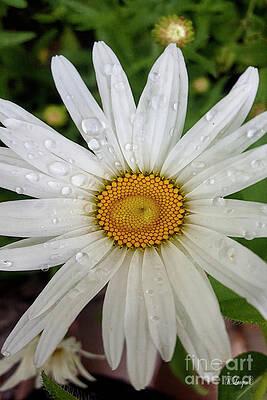 Wall Art - Photograph - Water on Chamomile by Rebecca Langen