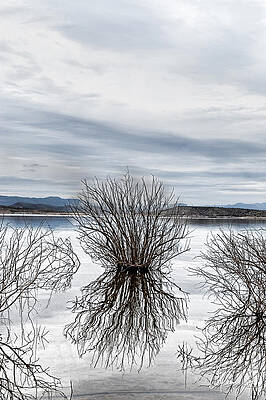 Water Shrub in Blue by Colleen Joy