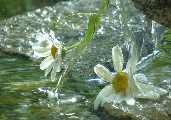 Waterfall Daisies by Barbara St Jean Waterfall Daisies by Barbara St Jean
