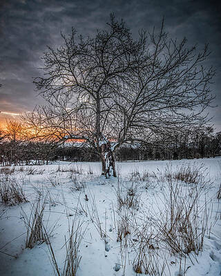 Wall Art - Photograph - Weathered Apple tree in the winter by Dave Sandt