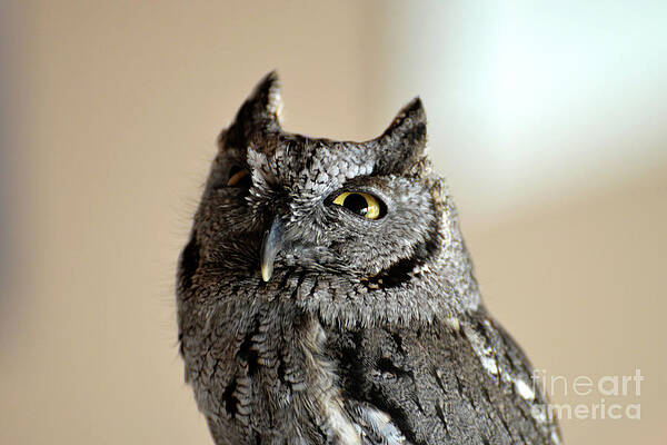 Wee Western Screech Owl by Denise Bruchman