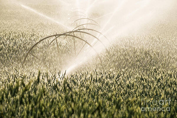 Wheat Crop Being Irrigated in Central Oregon by Bryan Mullennix Wheat Crop Being Irrigated in Central Oregon by Bryan Mullennix