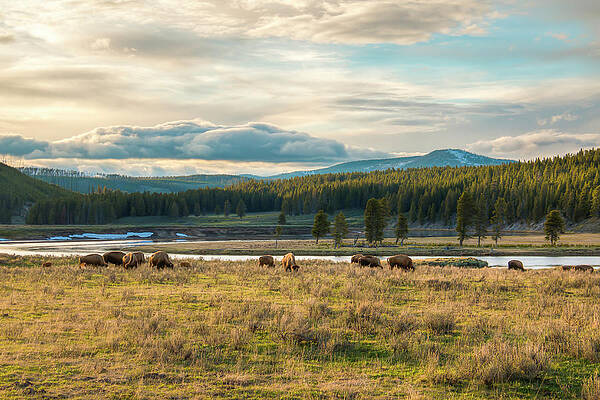 Wall Art - Photograph - Where Wild Buffalo Roam by Kristina Rinell
