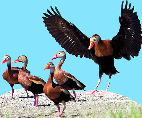 Whistling Ducks by Marian Cates Whistling Ducks by Marian Cates