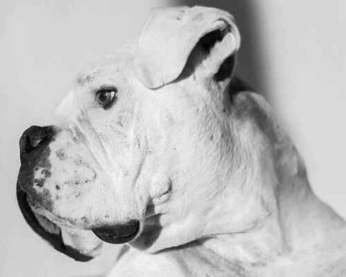 White Boxer Left Panel by Matthew Lit White Boxer Left Panel by Matthew Lit